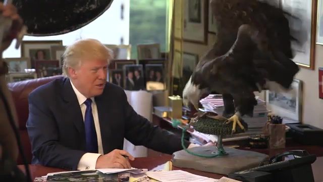 Lol, Interview, World News, News Today, Time, Magazine, Time Magazine, Time Magazinetime, Insane, Donald Trump Dodging An Eagle, Bald Eagle, Hilarious, Funny, Crazy, Presidential Candidate, Republican, Political Candidate, Person Of The Year, Funny Donald Trump, Donald Trump And A Crazy Eagle, Donald Trump, Animals Pets