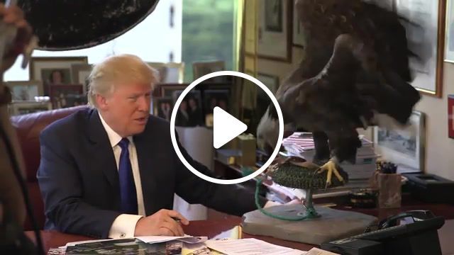Lol, interview, world news, news today, time, magazine, time magazine, time magazinetime, insane, donald trump dodging an eagle, bald eagle, hilarious, funny, crazy, presidential candidate, republican, political candidate, person of the year, funny donald trump, donald trump and a crazy eagle, donald trump, animals pets. #0