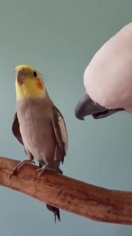 Love is more than a game for two - Video & GIFs | bird,birds,birbs,pets,cockatiel,cockatoo,preening,love,newer,michael buble,l o in e,feathered friends,parrot,parrots,animals pets