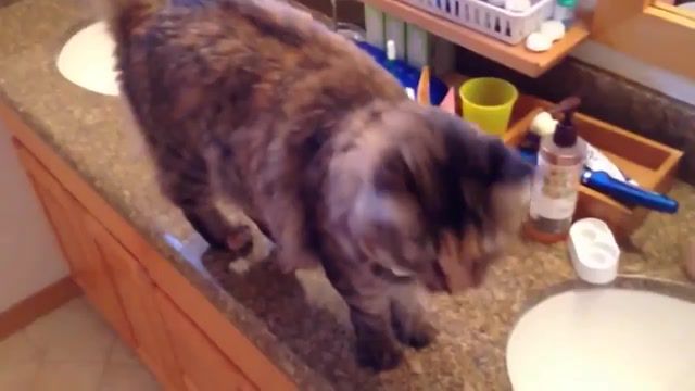 MEOW - Video & GIFs | funny,cat,animal,meme,lol,best,cats,killing,crazy,bad cats,bad,talking cats,jumping cats,gastronomy,anime,cartoon,supercat,epic,animals pets