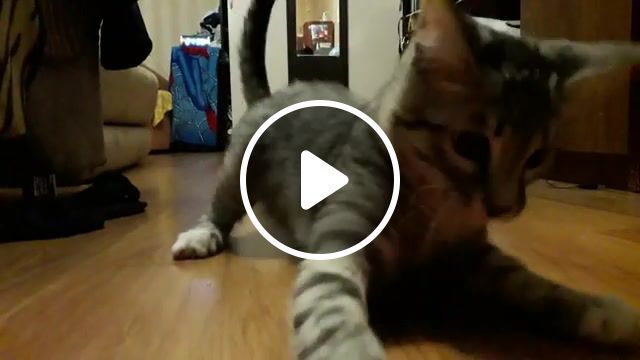 My cat ru, animals pets. #0