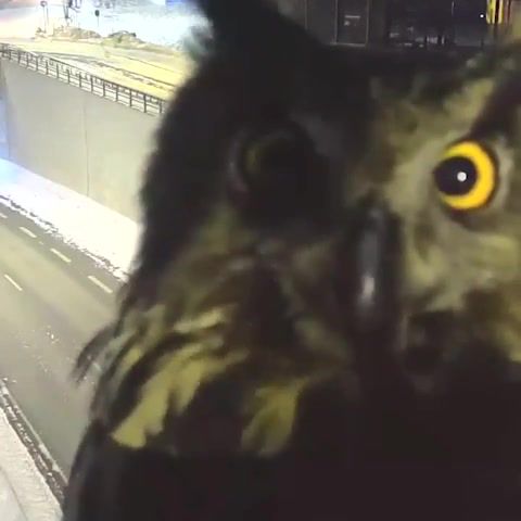 Night Watch - Video & GIFs | animals pets