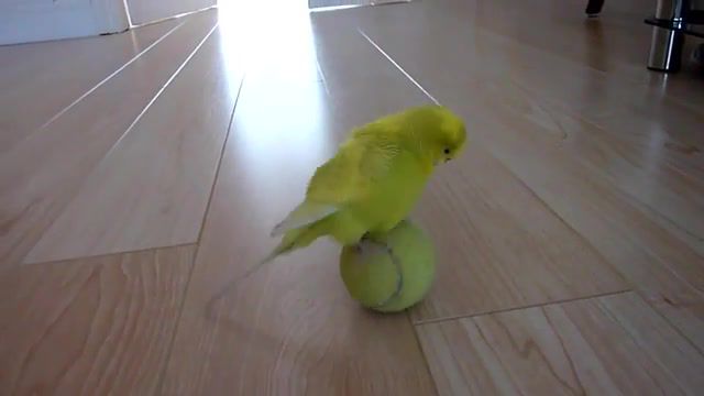 Parrot over the tennis ball, Ball, Tennis, The, Over, Parrot, Animals Pets