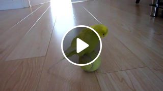 Parrot over the tennis ball