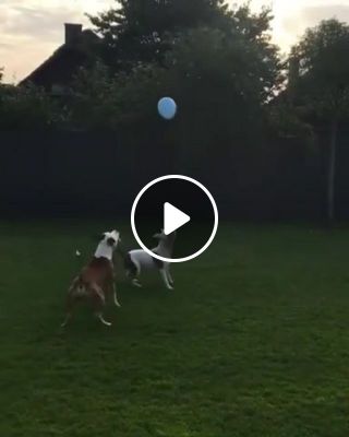 Pits play gently with blue balloon