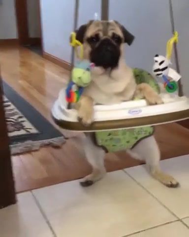 Pug bounces around in baby's bouncer, baby, dog, pug, bounce, bouncer, eminem, animals pets.