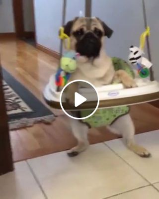 Pug bounces around in baby's bouncer