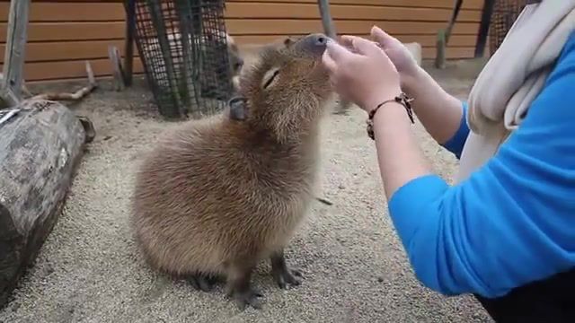Scratching the capybara, chiguire, capybara, animals pets.