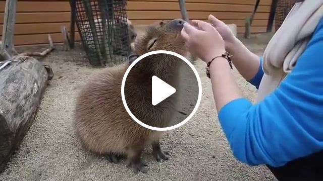 Scratching the capybara, chiguire, capybara, animals pets. #0