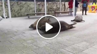 Seal jumping