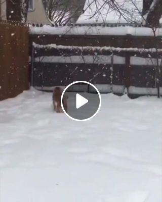 Shiba in the Snow