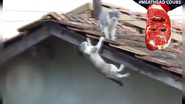 Shortest cats action movie