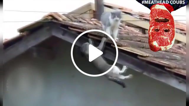 Shortest cats action movie, epic cats, angry cats, likeaboss, picks, meathead, fight scene, animals pets. #0