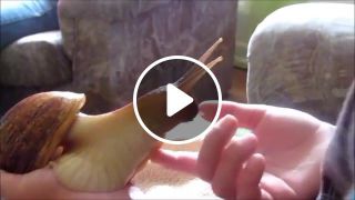 Snail Pet