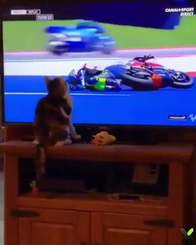 Sorry, fail, cat, motorcycle, motorcycle race fail, funny cat, lol, animals pets.