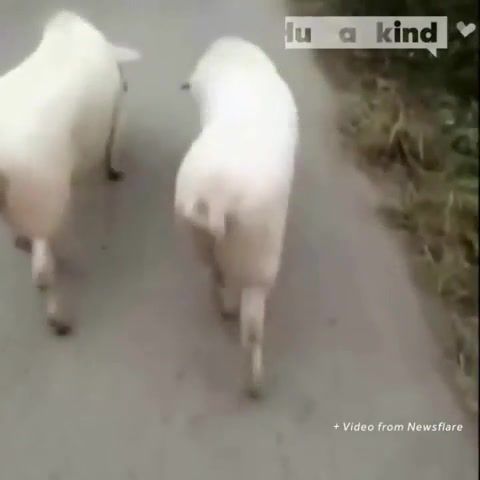 These pigs have some serious swagger, Humankind, Wichita, Vpc Humankind, Vpc, Youtubeusat, Youtube Hk, 5314605428001, Animals Pets