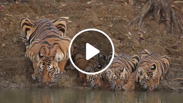 Tiger cubs take a drink, tiger, cubs, animals, animals pets. #1