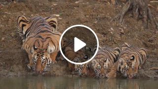 Tiger Cubs Take a Drink