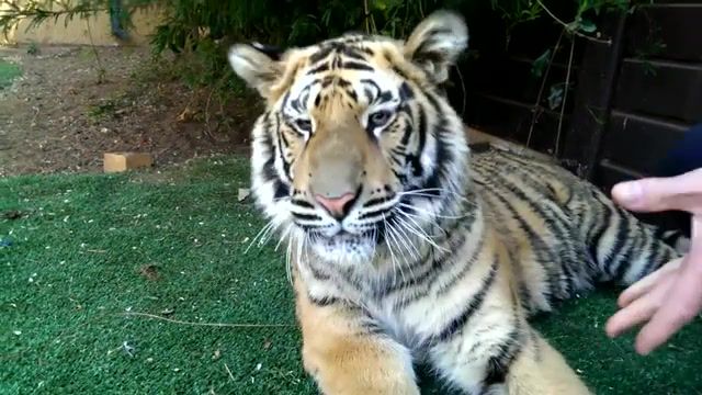 Tiger gets a tooth pulled, animals pets.