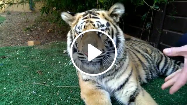 Tiger gets a tooth pulled, animals pets. #0