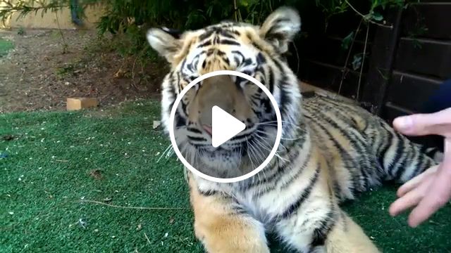 Tiger gets a tooth pulled, animals pets. #1