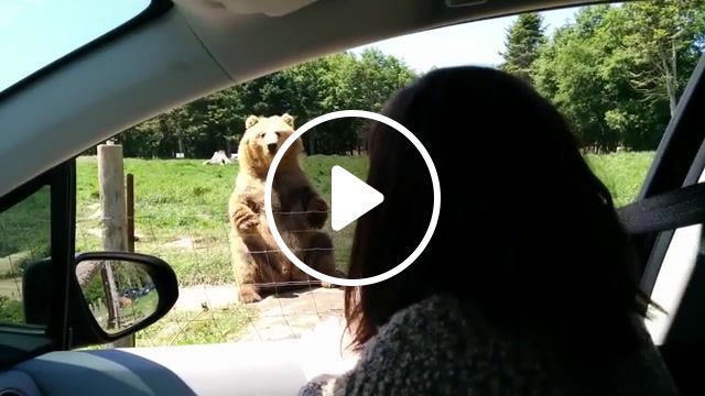 Awesome catch by the bear, bear catch bread, bread, bread catch, olympic game farm, catch, waving bear, bear catch, waving bear catch, bear animal, animals pets. #0