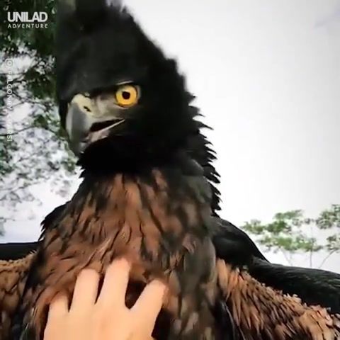 The black and chestnut eagle is one of south america's most magnificent birds, eagle, usa, omg, wtf, wow, love, life, earth, wild, nature, amazing, animals pets.
