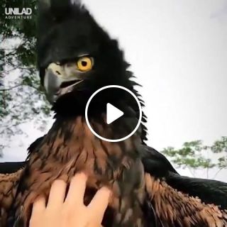 The black and chestnut eagle is one of South America's most magnificent birds