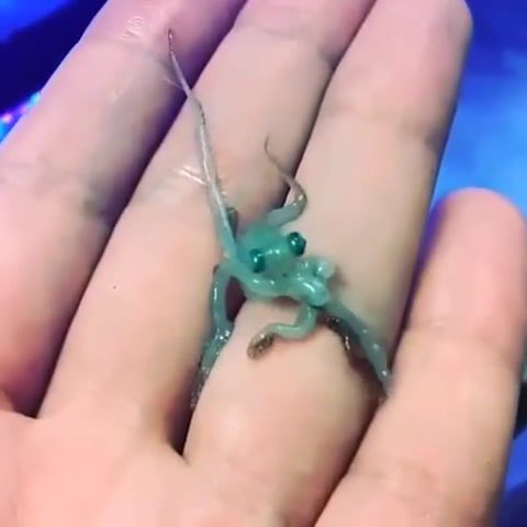Blue Baby Octopus, Animals Pets