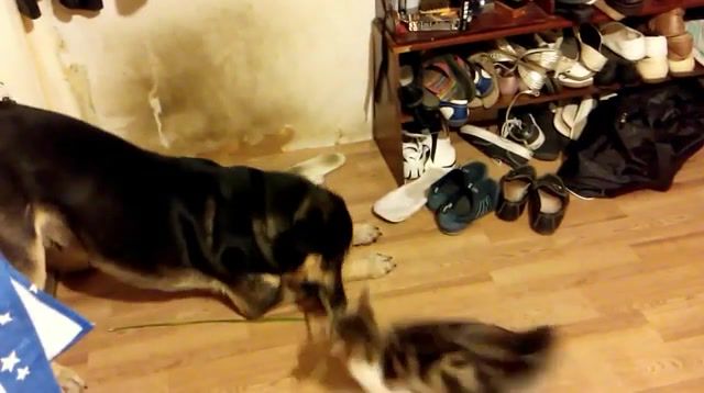 Cat and dog grown up together, cat, cats, dog, dogs, animals, pets, funny, lol, youtube, animals pets.