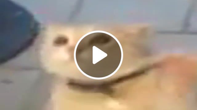 Cat suey, meme, cat, slam, animal, memes, animals pets. #0