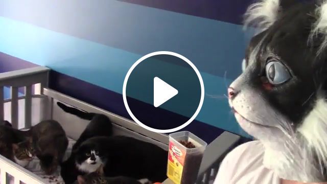 Catdad feeds his kitties in cat mask fail original, jumps, lol, cat mask, funny, cat dad, kitties, cats, scaredy cat, scaredy cats, animals pets. #0