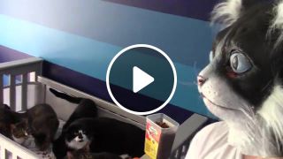 CatDad Feeds His Kitties In Cat Mask Fail Original