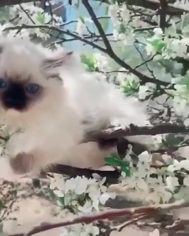 Cats Are the Flowers of Life, Cats Are Flowers Of Life, Cats, Bongo Cats Ddu Du Ddu Du, Spring Cats, Kittens On The Tree, Kittens, Animals And Pets, Animals Pets