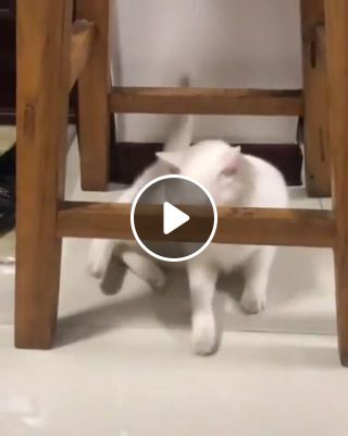 Cats direct and reverse move