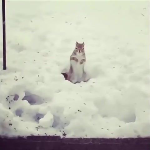 Dancing squirrel in the snow