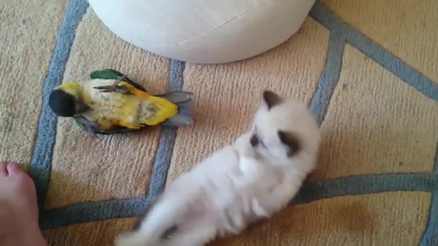 Destroy Your Friends - Video & GIFs | friendly,friends,fight,birdy,bird,funny,parrot,kitty,cat,pet,pets,animals,mashup,justice,metallica,destroy your friends,animals pets