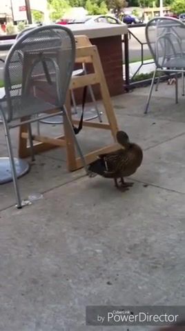 Duck takes, duck, shit, funny, scared, wtf, leavemealone, animals pets.
