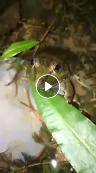 Frog attack
