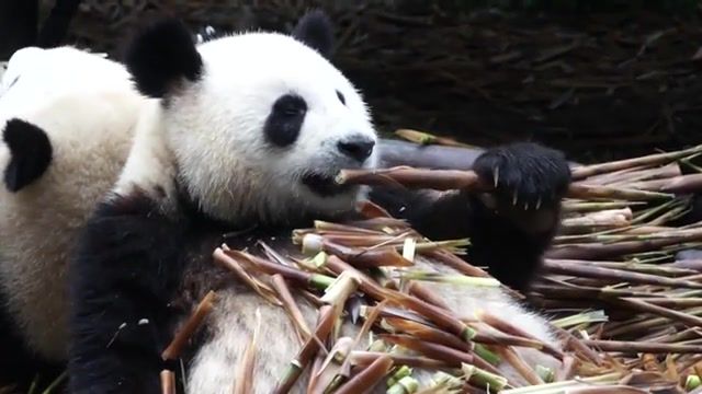 Giant panda close up eating, tian tian, guangzhou, ju xiao, xing hui, hao hao, lun lun, zoo atlanta, reuzenpanda, pandab aren, panda research institute, fietsereu, chengdu, hd, panda gigante, china, taco petri, tacopetri, 1080p.