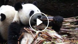 Giant panda close up eating
