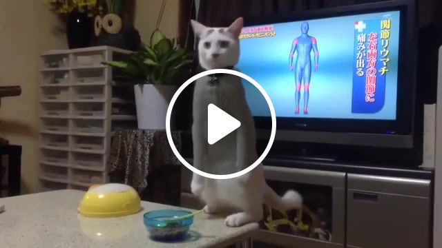 Horror cat, funny cats, insurrection, ko tama, scary cat, funny, creepy cat, horror, funny animals, dramatic cat, what is going on, cat, animals pets. #0