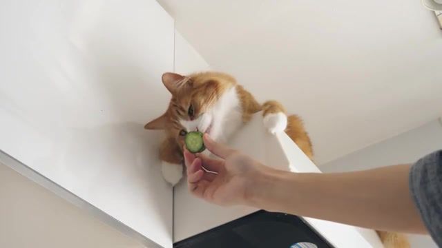 How i trained my cats cucumber meme, how, trained, cat, cats, train, how to, how i trained my cats, cook, jun, rachel, japanese, food, training, paw, trick, cooking, kitchen, hand, japan, english, juns kitchen, jun's kitchen, animals pets.