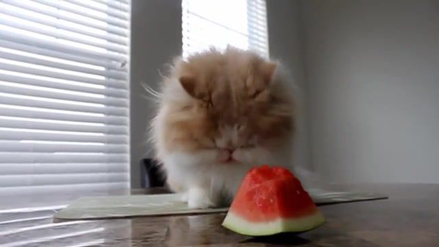 In the Summertime - Video & GIFs | cats who like watermelons,pets,hashi,saigo,neko,watermelons,cats,cat watermelons,kitty addiction,persian kittens,cute kittens,animals pets