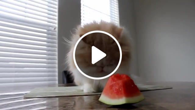 In the summertime, cats who like watermelons, pets, hashi, saigo, neko, watermelons, cats, cat watermelons, kitty addiction, persian kittens, cute kittens, animals pets. #0