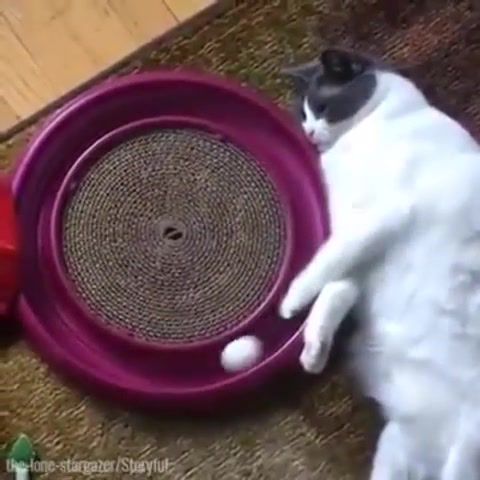 Lonely day, lonely day, cat rolls a ball, laziness, fat cat, lazy cat, animals pets.