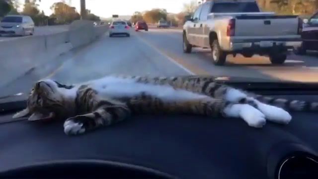 Long road, relax, cars, car, long road, parody, funny, animal, road, cats, cat.