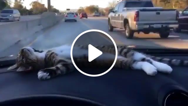 Long road, relax, cars, car, long road, parody, funny, animal, road, cats, cat. #1