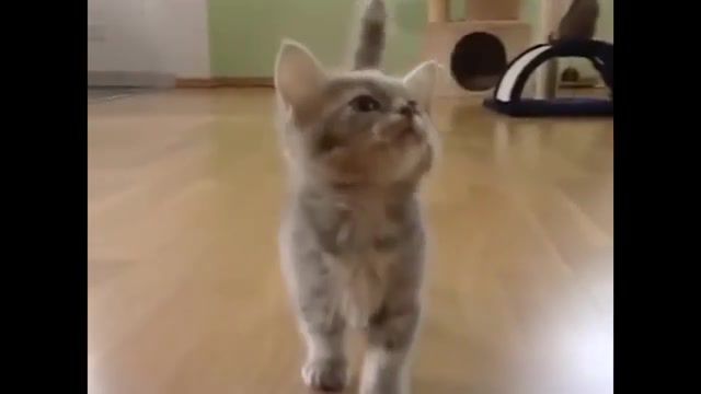 Meow, fun, cat animal, pets, pet, animals, lol, cats playing, cats meowing, kitty, kittens, adorable, cute, kitten, funny, markiplier, talking cats, funny cats, cats, meow, animals pets.