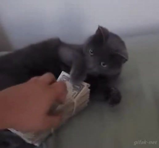 Money security - Video & GIFs | funny,fun,animals,cat,animals pets